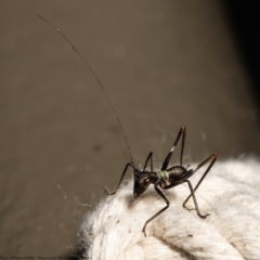 Tettigoniidae (family) (Unidentified katydid) at Acton, ACT - 13 Dec 2021 by Roger