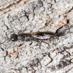 Megalyra sp. (genus) at Acton, ACT - 14 Dec 2021