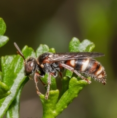 Bembecinus sp. (genus) (A sand wasp) at ANBG - 13 Dec 2021 by Roger