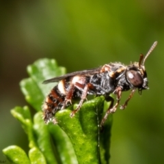 Bembecinus sp. (genus) at Acton, ACT - 13 Dec 2021 11:41 AM