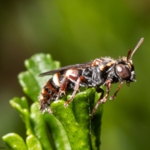 Bembecinus sp. (genus) at Acton, ACT - 13 Dec 2021