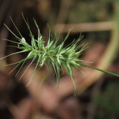 Echinopogon (genus) (Hedgehog Grass) at Majors Creek, NSW - 11 Dec 2021 by AndyRoo