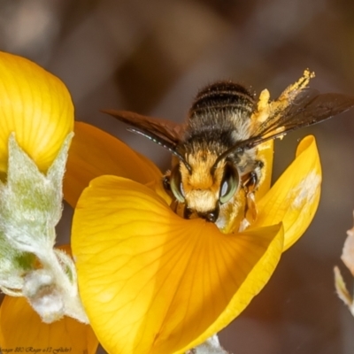 Megachile (Eutricharaea) maculariformis (Gold-tipped leafcutter bee) at ANBG - 13 Dec 2021 by Roger