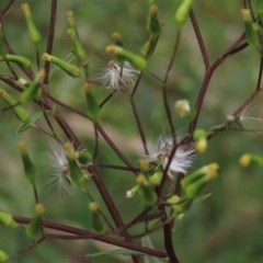 Senecio minimus (Shrubby Fireweed) at Majors Creek, NSW - 11 Dec 2021 by AndyRoo