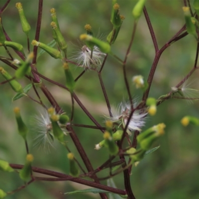 Senecio minimus (Shrubby Fireweed) at Majors Creek, NSW - 11 Dec 2021 by AndyRoo