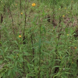 Xerochrysum bracteatum at Majors Creek, NSW - 11 Dec 2021