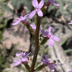 Stylidium armeria subsp. armeria (thrift trigger plant) at Rendezvous Creek, ACT - 12 Dec 2021 by JaneR