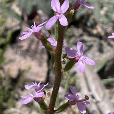 Stylidium armeria subsp. armeria (thrift trigger plant) at Rendezvous Creek, ACT - 12 Dec 2021 by JaneR