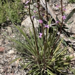 Stylidium armeria subsp. armeria at Rendezvous Creek, ACT - 12 Dec 2021 02:42 PM