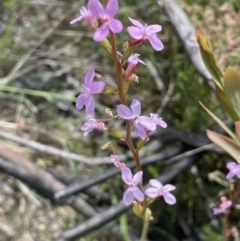 Stylidium armeria subsp. armeria at Rendezvous Creek, ACT - 12 Dec 2021 02:42 PM