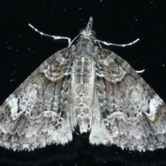 Microdes asystata (A Geometer moth) at Ainslie, ACT - 8 Dec 2021 by jbromilow50