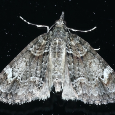 Microdes asystata (A Geometer moth) at Ainslie, ACT - 8 Dec 2021 by jbromilow50