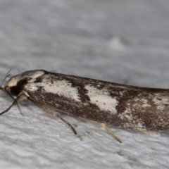 Eusemocosma pruinosa (Philobota Group Concealer Moth) at Melba, ACT - 14 Oct 2021 by kasiaaus