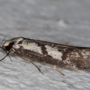 Eusemocosma pruinosa at Melba, ACT - 14 Oct 2021