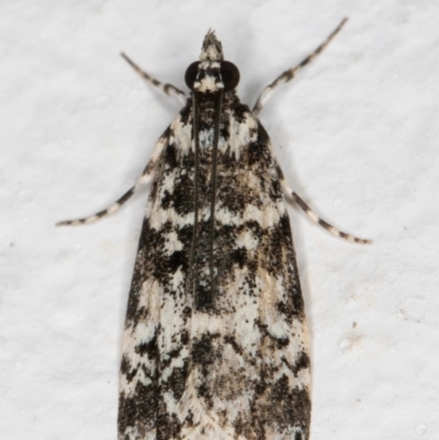 Scoparia exhibitalis (A Crambid moth) at Melba, ACT - 14 Oct 2021 by kasiaaus