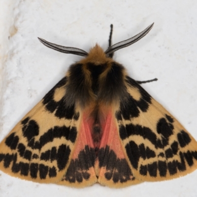 Ardices curvata (Crimson Tiger Moth) at Melba, ACT - 14 Oct 2021 by kasiaaus