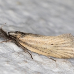 Thema protogramma (A concealer moth) at Melba, ACT - 13 Oct 2021 by kasiaaus