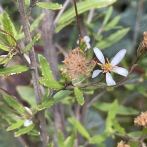 Olearia erubescens at Rendezvous Creek, ACT - 12 Dec 2021