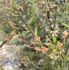 Olearia erubescens at Rendezvous Creek, ACT - 12 Dec 2021