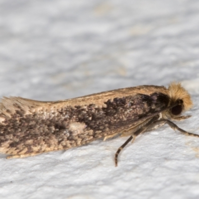 Monopis crocicapitella (Bird Nest Moth) at Melba, ACT - 14 Oct 2021 by kasiaaus