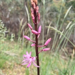 Dipodium roseum (Rosy Hyacinth Orchid) at Cotter River, ACT - 14 Dec 2021 by LukeMcElhinney