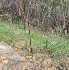 Dipodium roseum at Cotter River, ACT - suppressed