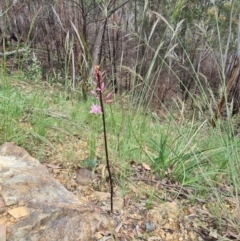 Dipodium roseum at Cotter River, ACT - 14 Dec 2021