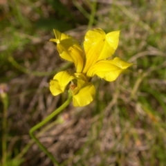 Goodenia pinnatifida (Scrambled Eggs) at Watson, ACT - 13 Dec 2021 by waltraud