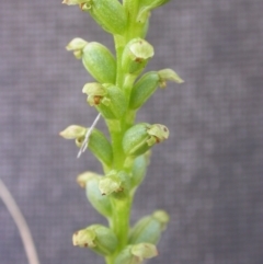 Microtis sp. (Onion Orchid) at Watson, ACT - 14 Dec 2021 by waltraud