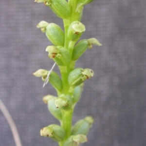 Microtis sp. at Watson, ACT - 14 Dec 2021