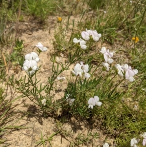 Lotus australis at Kambah, ACT - 14 Dec 2021 01:06 PM