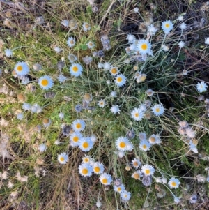 Leucochrysum albicans subsp. tricolor at Watson, ACT - 13 Dec 2021