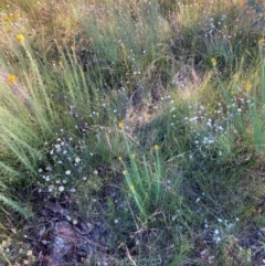 Leucochrysum albicans subsp. tricolor at Watson, ACT - 13 Dec 2021