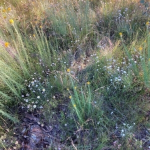 Leucochrysum albicans subsp. tricolor at Watson, ACT - 13 Dec 2021