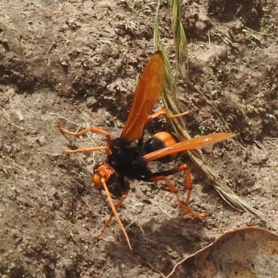 Cryptocheilus sp. (genus) (Spider wasp) at Kambah, ACT - 14 Dec 2021 by HelenCross