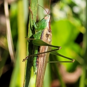 Conocephalus semivittatus at Lyneham, ACT - 14 Dec 2021