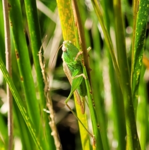 Conocephalus semivittatus at Lyneham, ACT - 14 Dec 2021