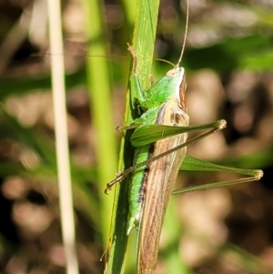 Conocephalus semivittatus at Lyneham, ACT - 14 Dec 2021