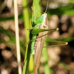 Conocephalus semivittatus at Lyneham, ACT - 14 Dec 2021