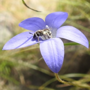 Lasioglossum (Chilalictus) sp. (genus & subgenus) at Paddys River, ACT - suppressed