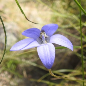 Lasioglossum (Chilalictus) sp. (genus & subgenus) at Paddys River, ACT - suppressed