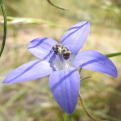 Lasioglossum (Chilalictus) sp. (genus & subgenus) at Paddys River, ACT - suppressed