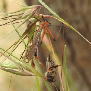 Harpobittacus australis at Paddys River, ACT - 14 Dec 2021 01:34 PM