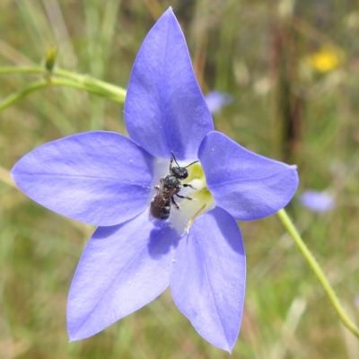 Lasioglossum (Chilalictus) sp. (genus & subgenus) (Halictid bee) at Bullen Range - 14 Dec 2021 by HelenCross