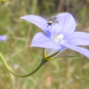 Lasioglossum (Chilalictus) sp. (genus & subgenus) at Paddys River, ACT - 14 Dec 2021