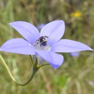 Lasioglossum (Chilalictus) sp. (genus & subgenus) at Paddys River, ACT - 14 Dec 2021 01:44 PM