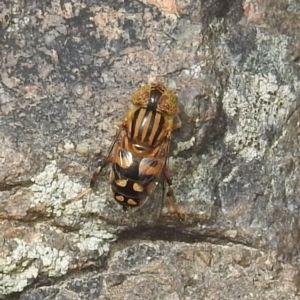 Eristalinus punctulatus at Paddys River, ACT - 14 Dec 2021 01:49 PM