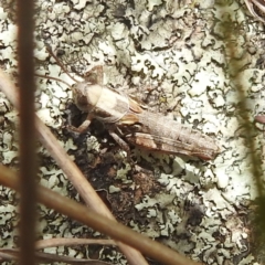 Brachyexarna lobipennis (Stripewinged meadow grasshopper) at Paddys River, ACT - 14 Dec 2021 by HelenCross