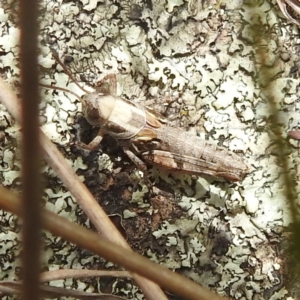 Brachyexarna lobipennis at Paddys River, ACT - 14 Dec 2021 01:57 PM