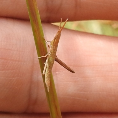 Keyacris scurra (Key's Matchstick Grasshopper) at Paddys River, ACT - 14 Dec 2021 by HelenCross